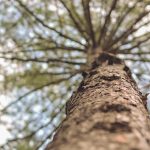 Experts In Tree Care Offer Some Superb Planting Tips