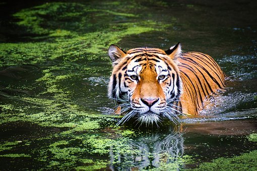 Tiger, Big Cat, Big Cats, Animal World
