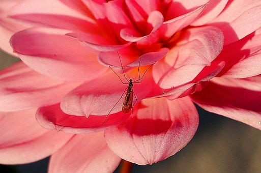 Dahlia, Insect, Close Up, Macro