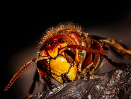 Hornet, Hornets, Wasps, Wasp, Insect