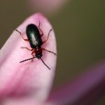 Cost of Pest Control Services - What You Need to Know
