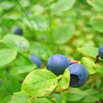 Blueberries, Growing, Close View