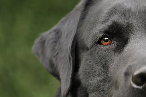 Dog, Labrador, Pet, Animal, Portrait