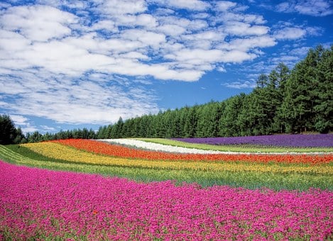 assorted-color flower field under white clouds during daytime