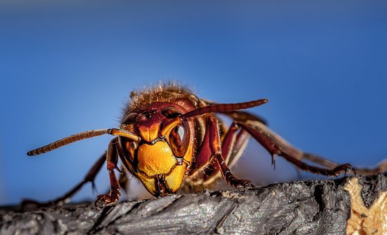 Hornet, Hornets, Wasps, Wasp, Insects