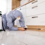 How Much Do Pest Control Services Cost?