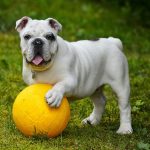 the-frenchie-files-in-depth-breed-information